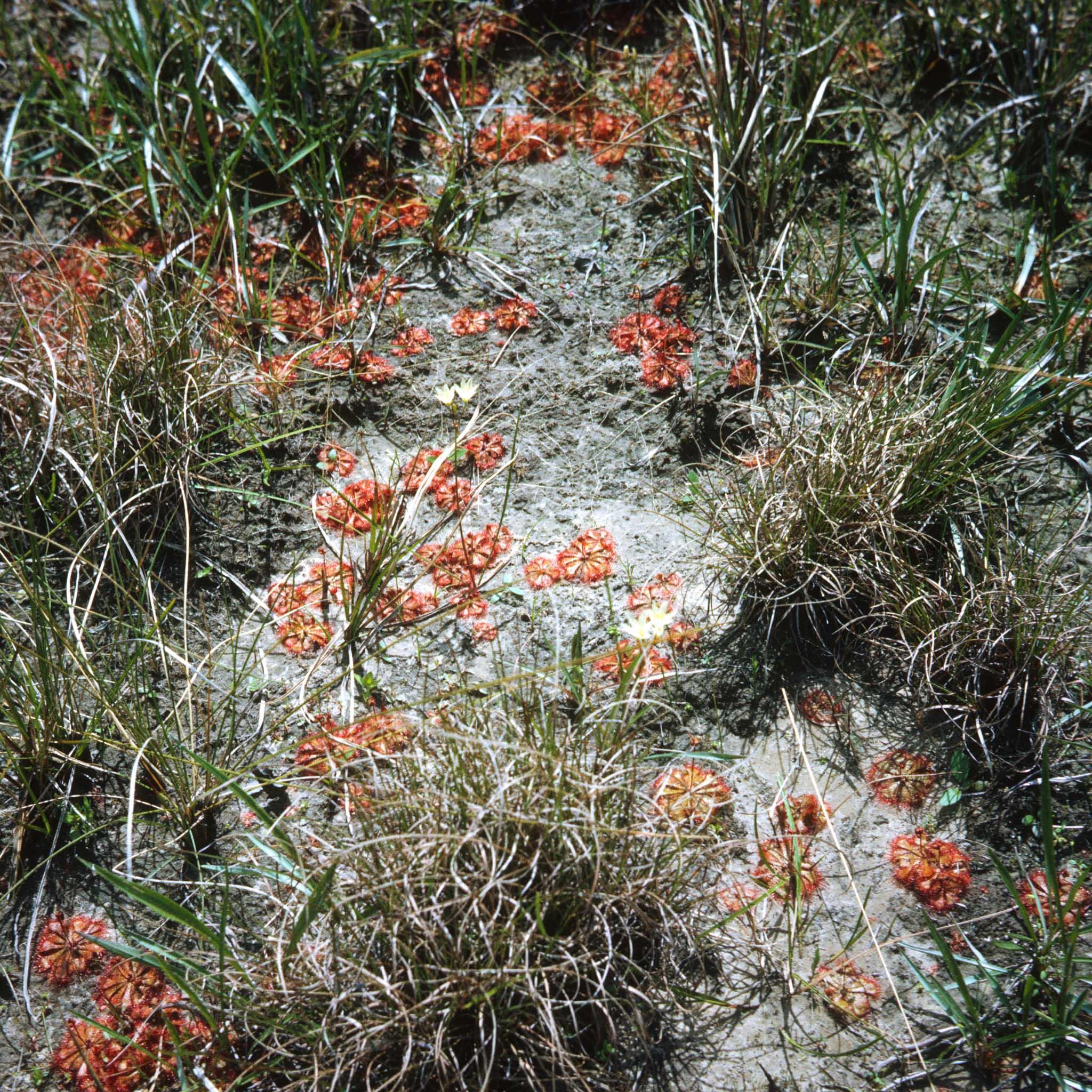 red and orange flowers growing in a dry landscape