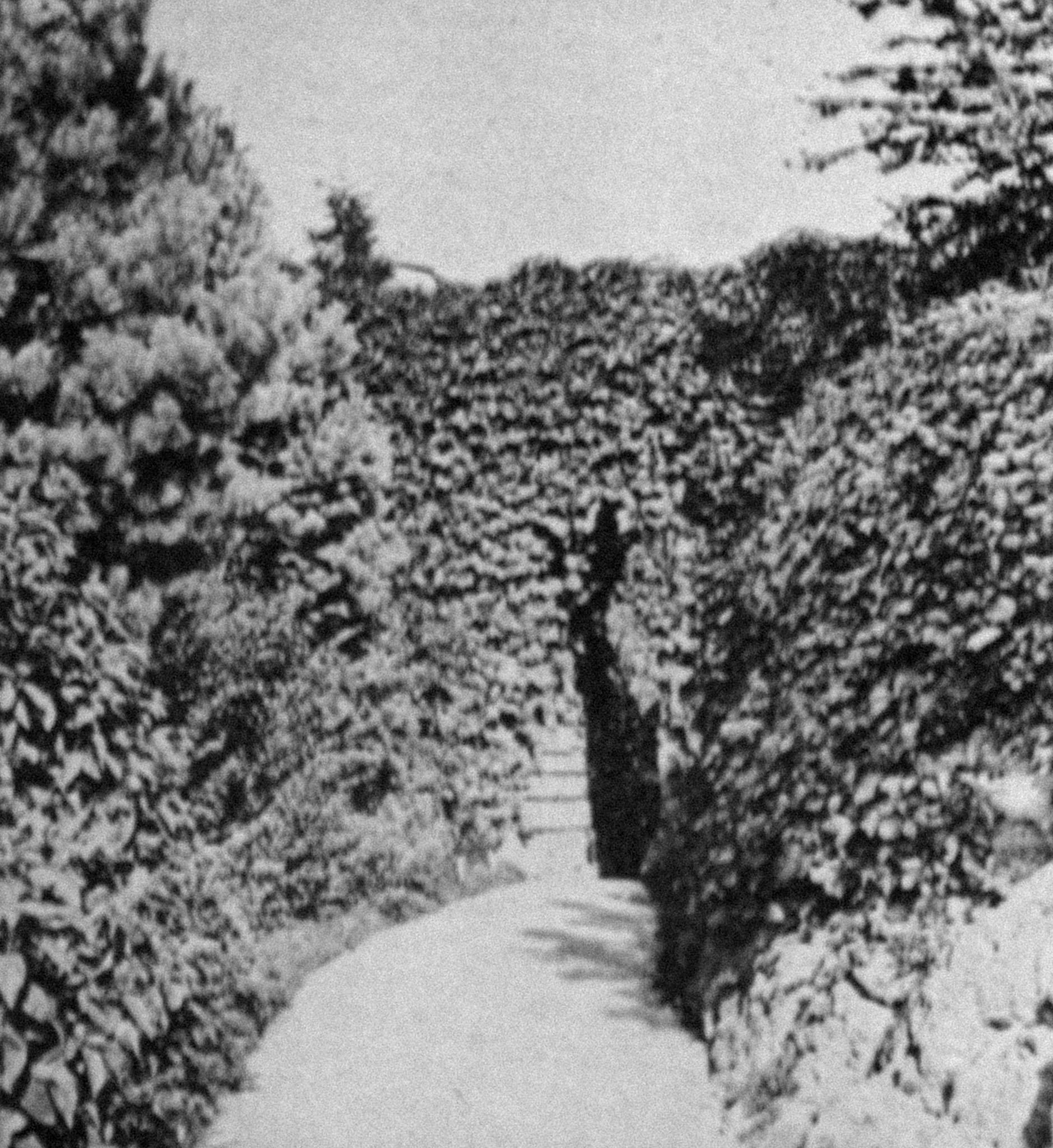 a stone path surrounded by high walls of foliage