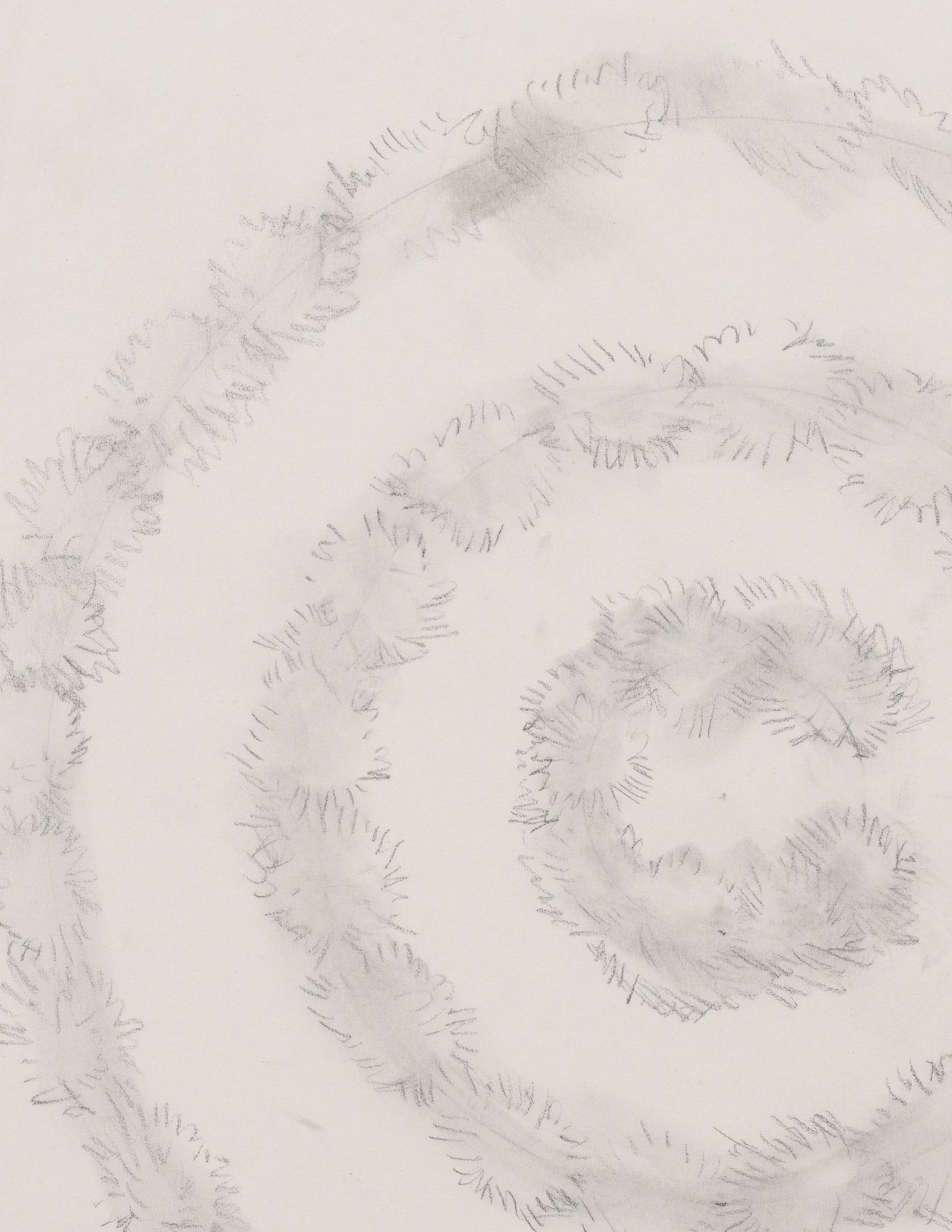 graphite drawing of aerial view of three concentric rings of smoke tree plants