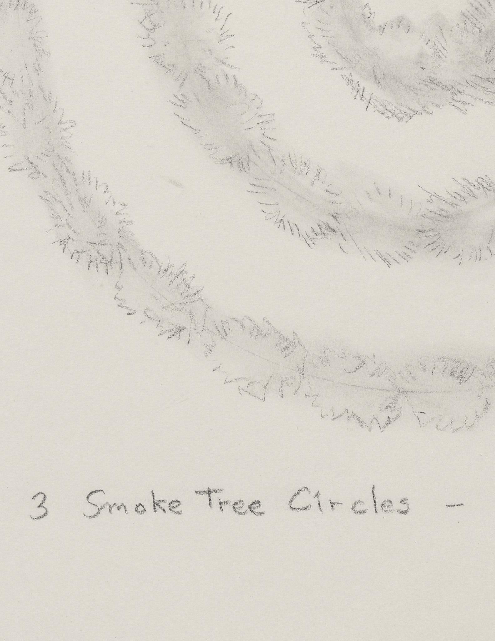graphite drawing of aerial view of three concentric rings of smoke tree plants