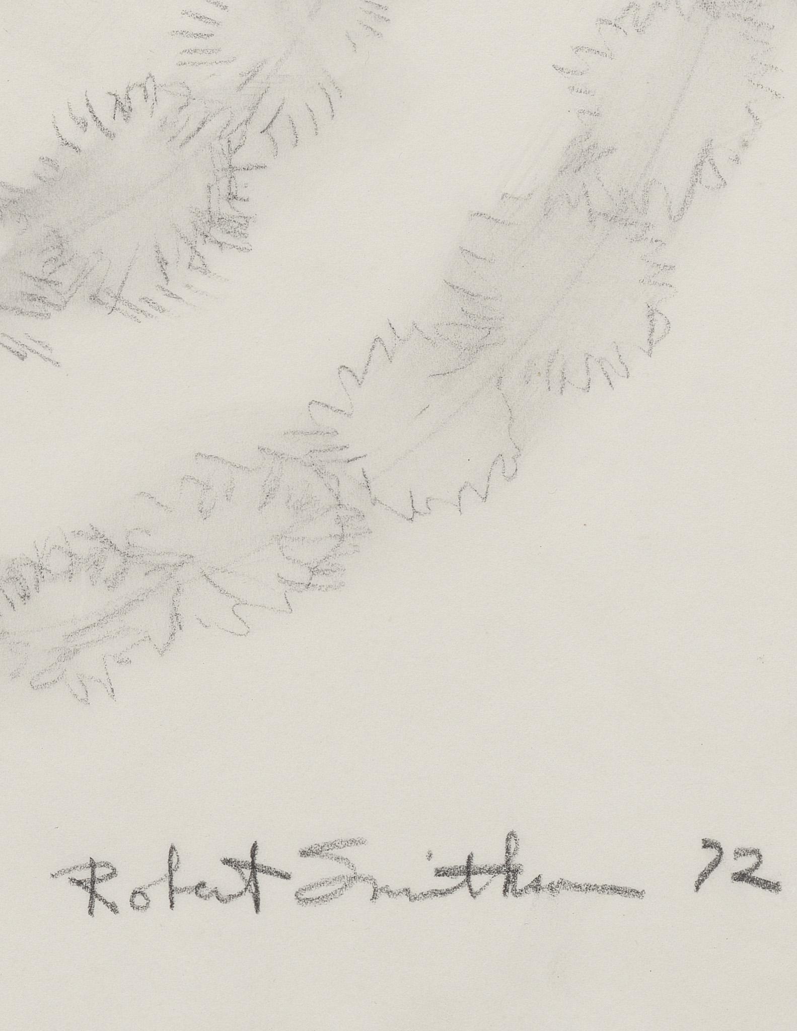 graphite drawing of aerial view of three concentric rings of smoke tree plants