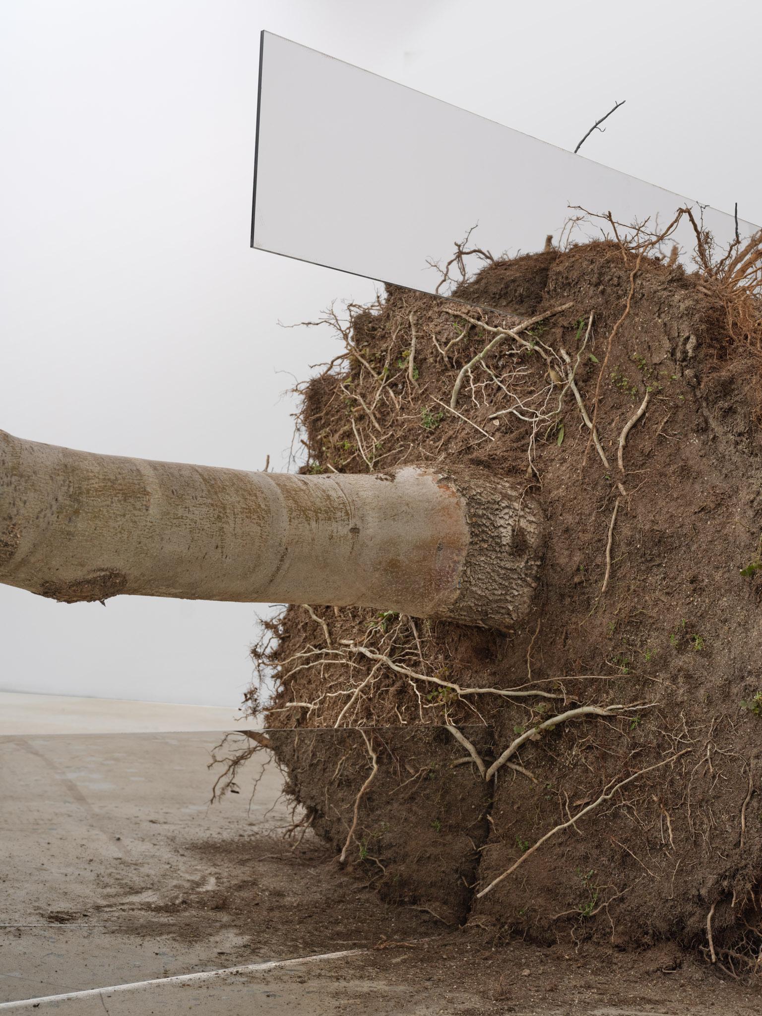 Large tree felled for chipping. Exhibited indoors, laying on side with root ball intact. Included in work: large one-sided rectangular mirrors placed on tree in various locations.