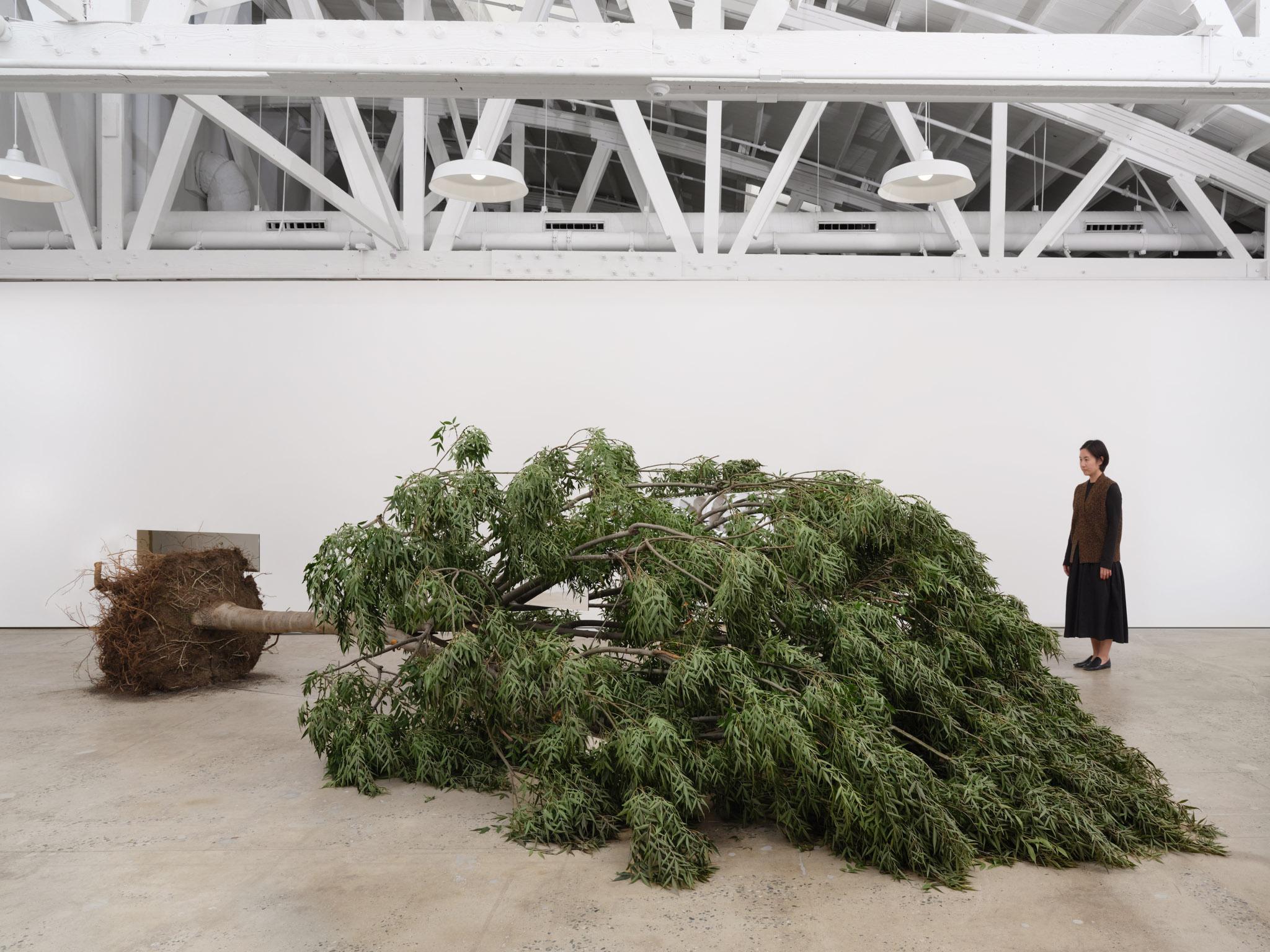 Large tree felled for chipping. Exhibited indoors, laying on side with root ball intact. Included in work: large one-sided rectangular mirrors placed on tree in various locations.