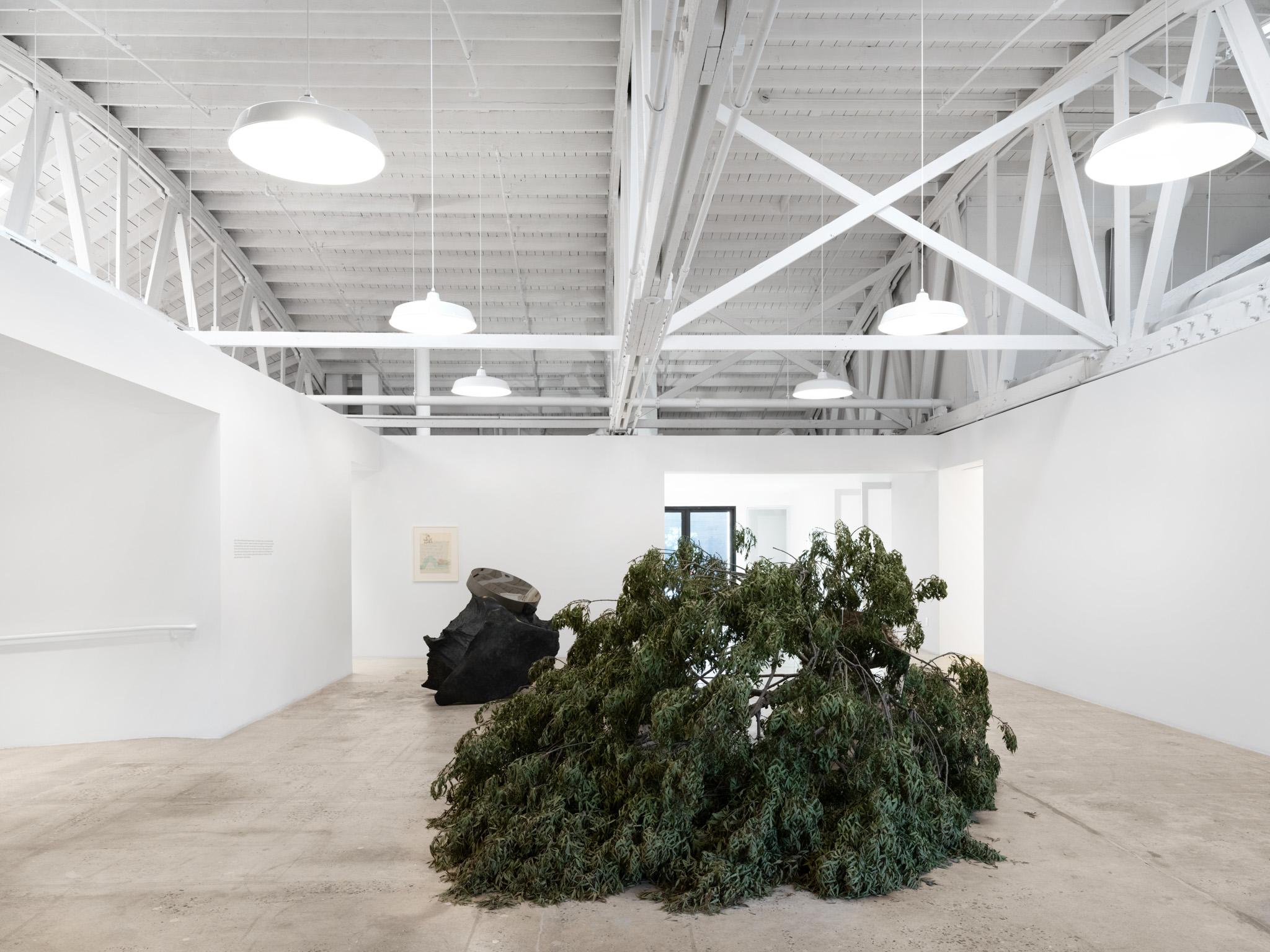Large tree felled for chipping. Exhibited indoors, laying on side with root ball intact. Included in work: large one-sided rectangular mirrors placed on tree in various locations.
