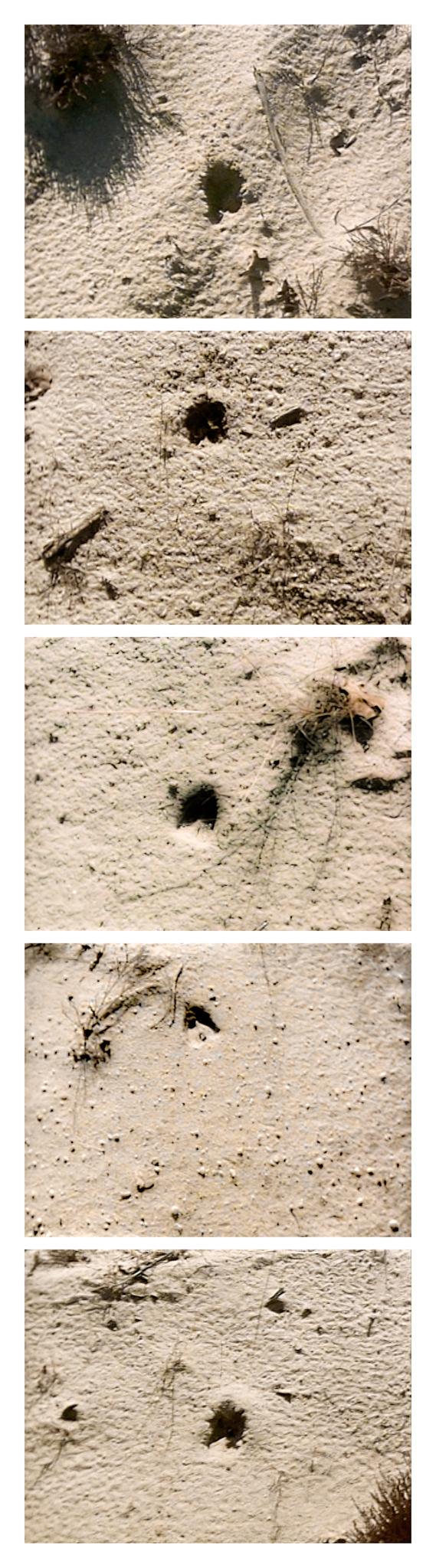 hoof points in sand