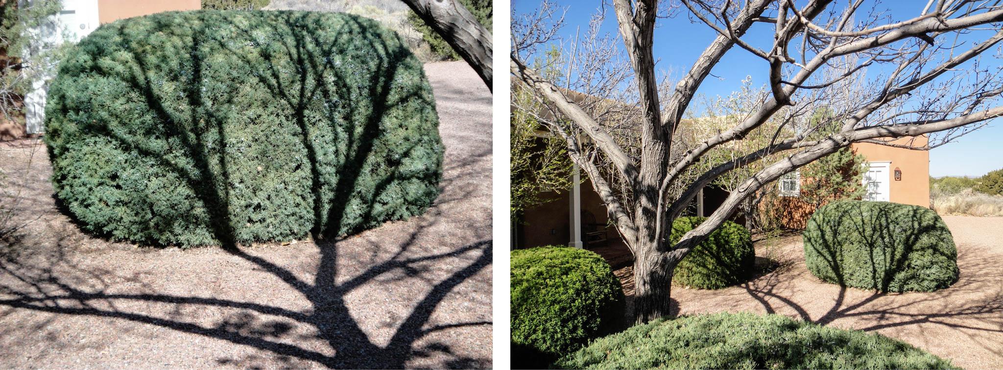 two images of shadows on foliage
