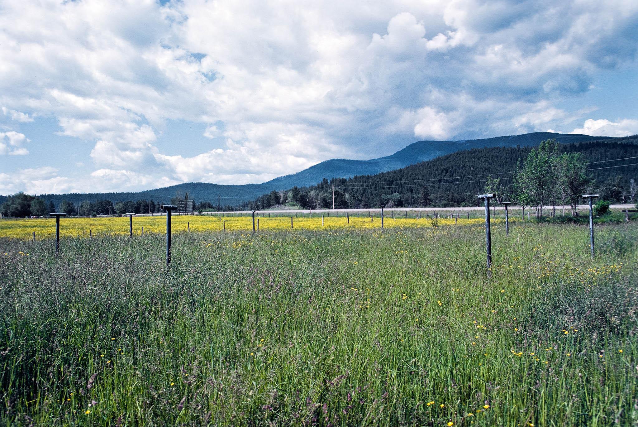 a sculpture in ranchland
